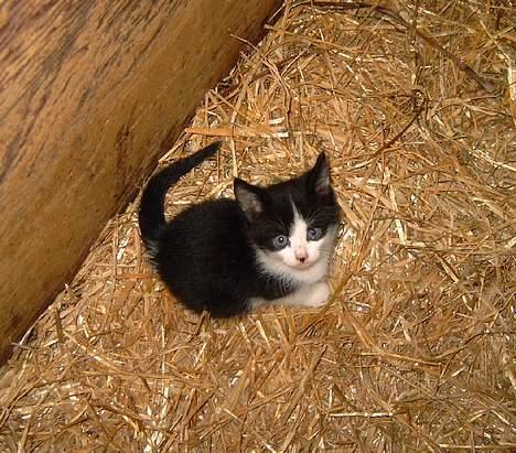 Huskat Puskina - Her er hun omkring 6 uger gammel og bor stadig sammen med sin mor billede 6