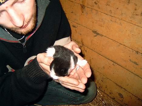 Huskat Puskina - Her er hun kun en uge gammel! billede 7