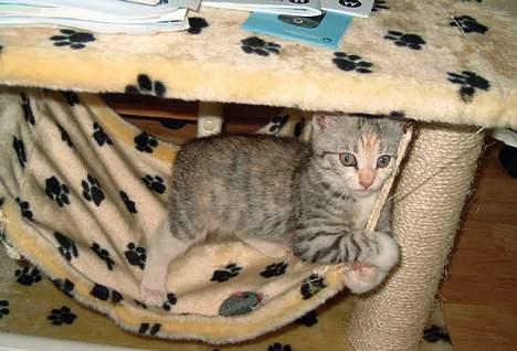 Huskat Freya billede 7