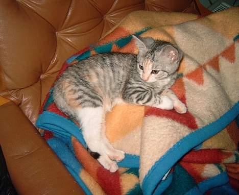 Huskat Freya billede 8