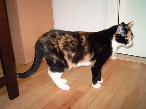 Blanding af racer Lillian † billede 5