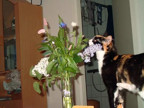 Blanding af racer Lillian † - !Hvor dufter de blomster godt..." billede 6