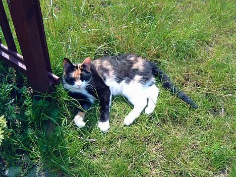 Blanding af racer Lillian † - Dejligt at være ude i det gode sommervejr billede 7