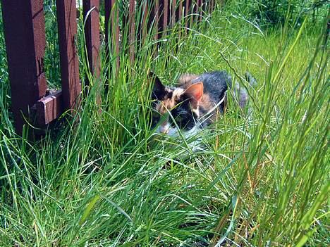 Blanding af racer Lillian † - "Du kan ikke finde mig!" billede 8