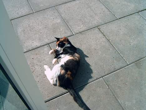 Blanding af racer Lillian † - Trillian! (Hendes kælenavn fordi hun kan trille på kommando) billede 10