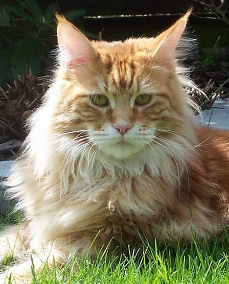 Maine Coon the dream (felix) billede 1