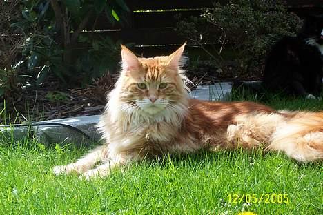 Maine Coon the dream (felix) billede 2