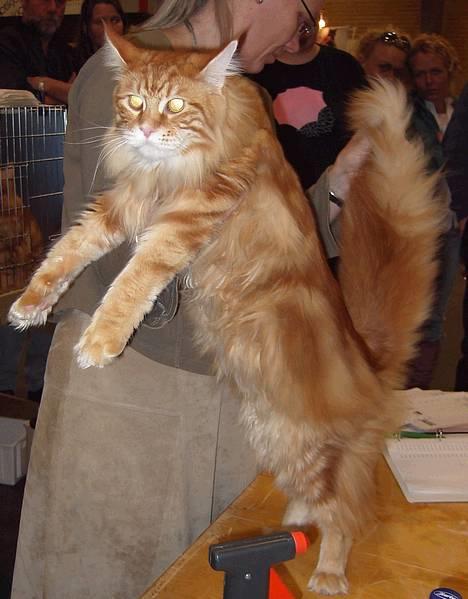 Maine Coon the dream (felix) billede 3