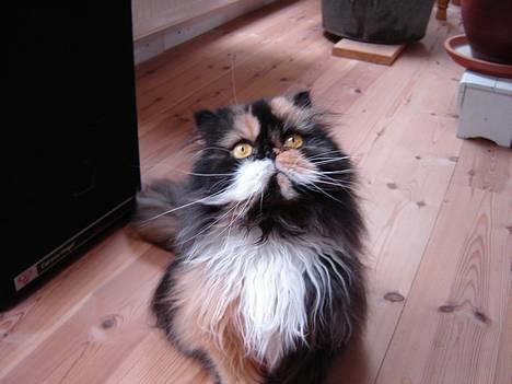 Perser Emma *Død* billede 1