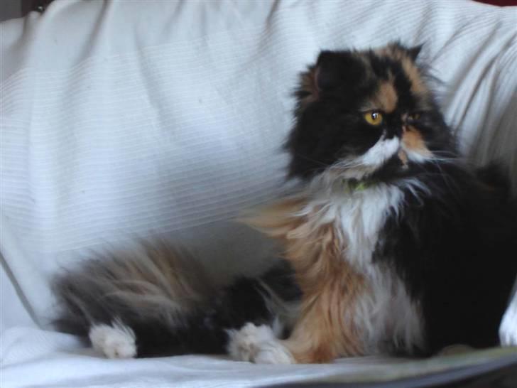 Perser Emma *Død* billede 2