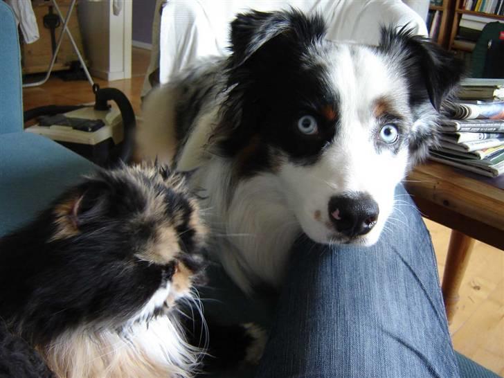 Perser Emma *Død* - Her er jeg så med vores hund Alve billede 3