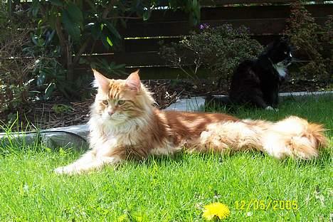 Maine Coon the dream (felix) billede 4