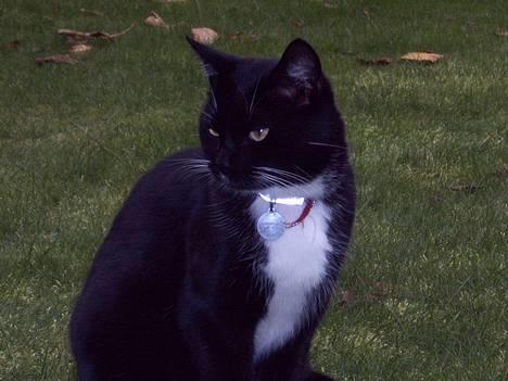 Blanding af racer Oliver<3 - Oliver i profil :D  billede 1