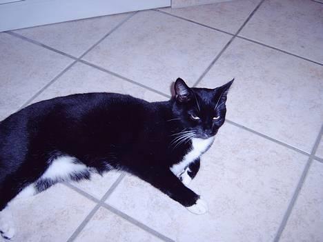 Blanding af racer Oliver<3 billede 2