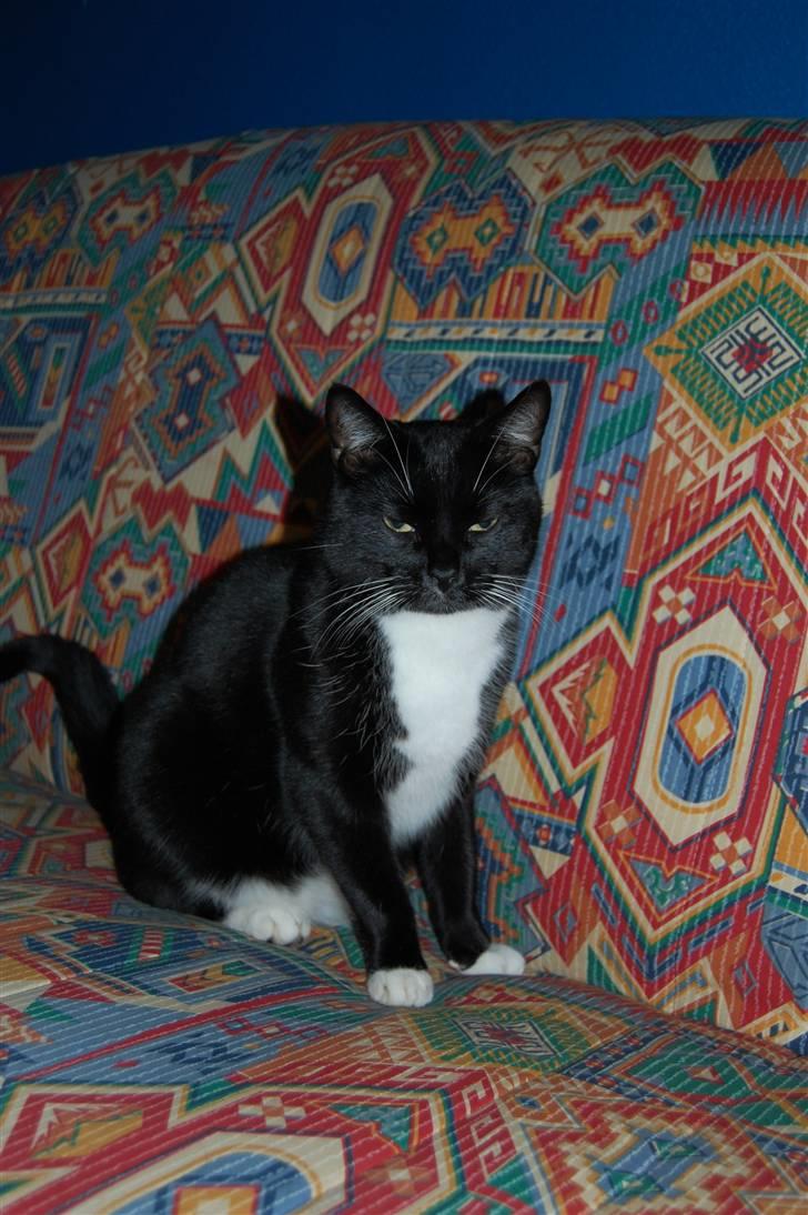 Blanding af racer Oliver<3 - Nyt :) billede 3