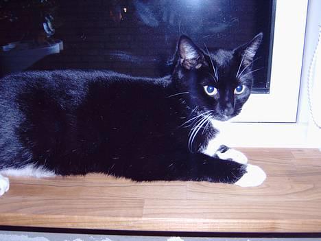 Blanding af racer Oliver<3 - Oliver smukke misser :D billede 4