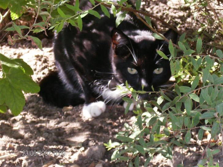 Blanding af racer Oliver<3 billede 5