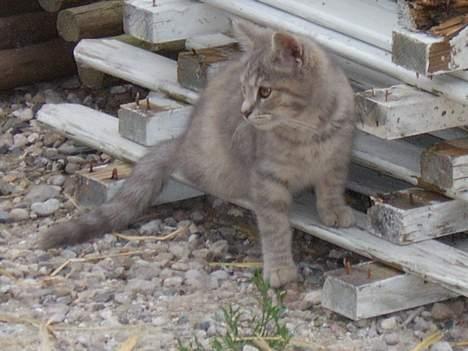 Huskat Bianca - Er hun ikke bare køn?? Jeg spør bar?? billede 11