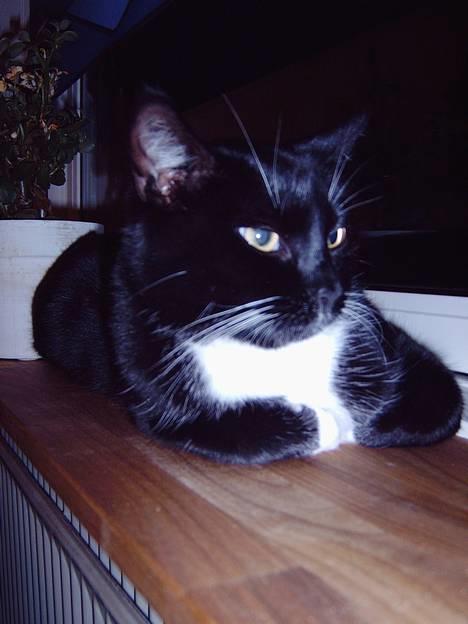 Blanding af racer Oliver<3 billede 6