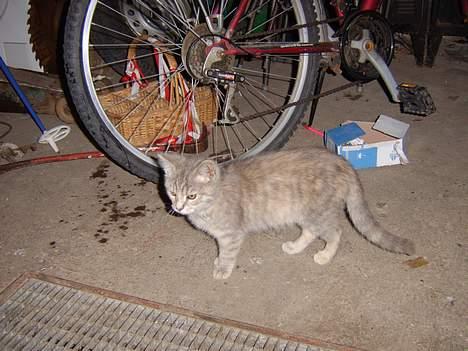 Huskat Bianca billede 12