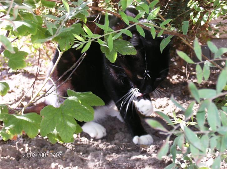 Blanding af racer Oliver<3 billede 7