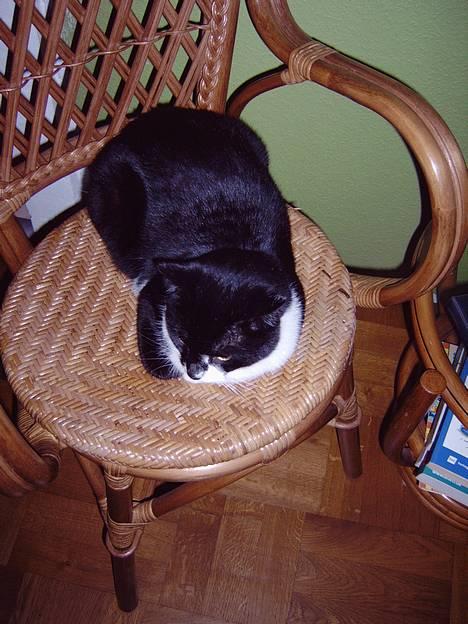 Blanding af racer Victor<3 billede 15