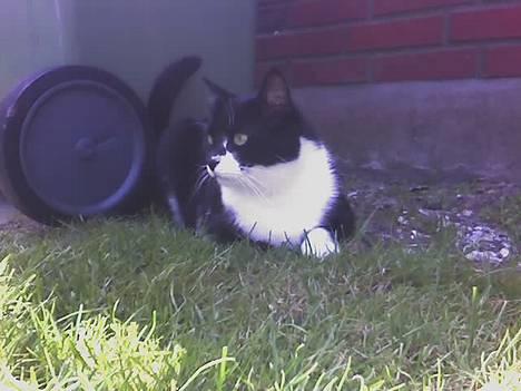 Blanding af racer Victor<3 billede 16