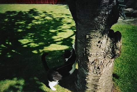 Blanding af racer Victor<3 - Se hvor stærk jeg er :P billede 17