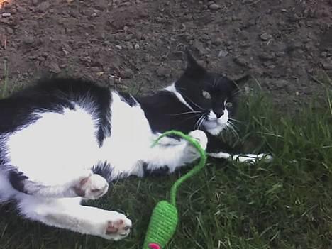 Blanding af racer Victor<3 - Leger lige med sin mus lidt :D  billede 18