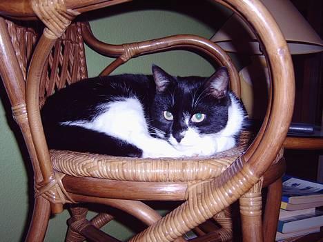 Blanding af racer Victor<3 billede 19