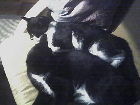 Blanding af racer Victor<3 - Victor og Oliver sover sammen :D  billede 20