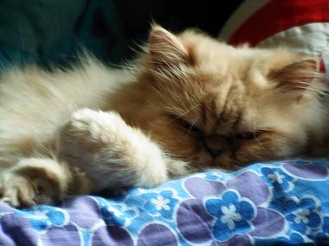 Perser Belle - Sengetid!! billede 1