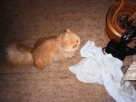 Perser Belle - Nysgerrig Belle billede 2