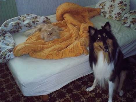 Perser Belle - Belle og hunden Simba billede 3