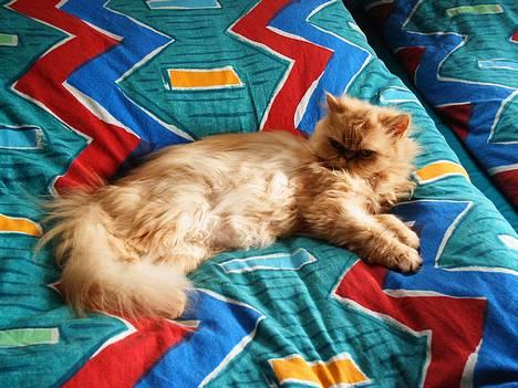 Perser Belle billede 4