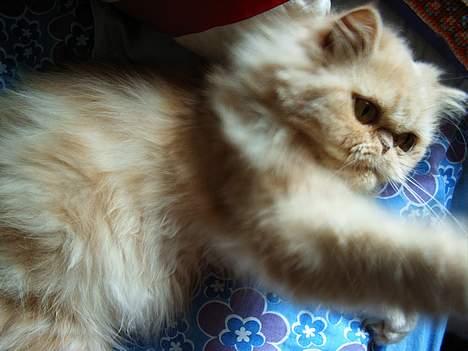 Perser Belle - Hit med den dims billede 5