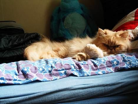 Perser Belle billede 6