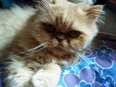 Perser Belle - Hvad nu? billede 7