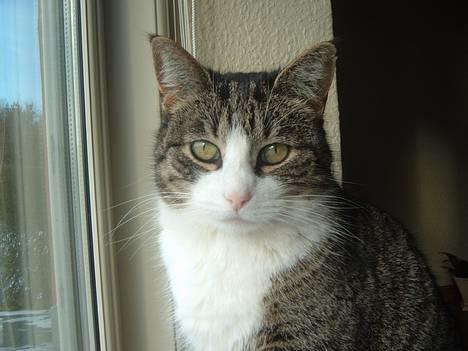 Huskat mille<3 - er hun ikk fin? :) billede 1