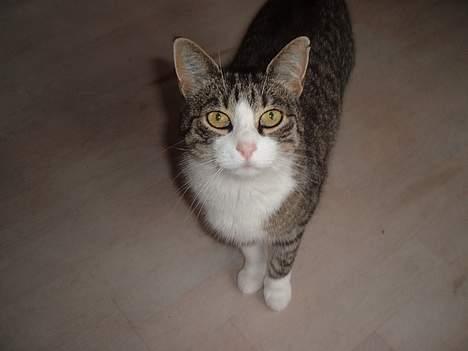 Huskat mille<3 billede 2