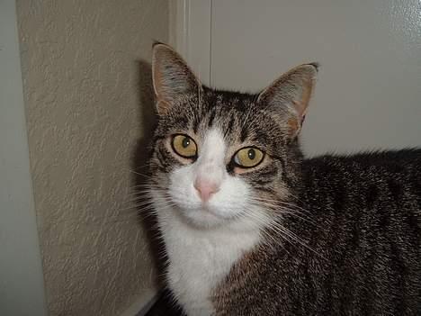 Huskat mille<3 billede 3