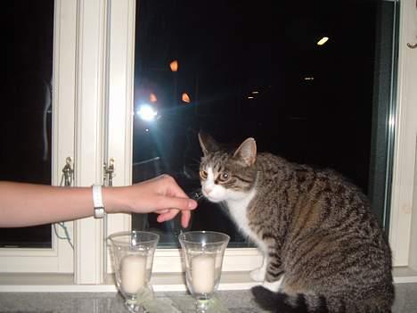 Huskat mille<3 billede 4