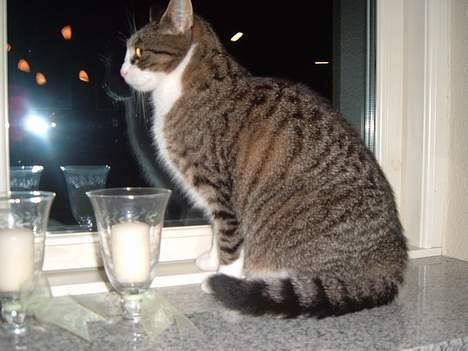 Huskat mille<3 billede 5