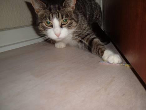 Huskat mille<3 billede 6