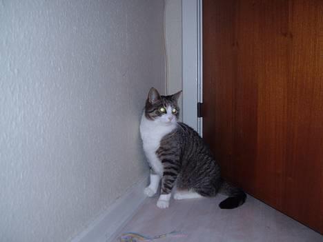 Huskat mille<3 billede 7