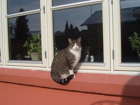 Huskat mille<3 - haha kineser MIlle;) billede 8