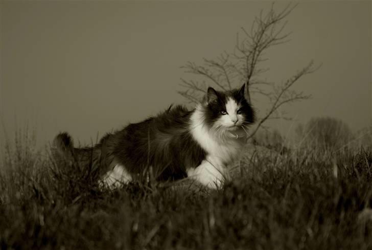 Blanding af racer Gaston - gaston på eventyr billede 1
