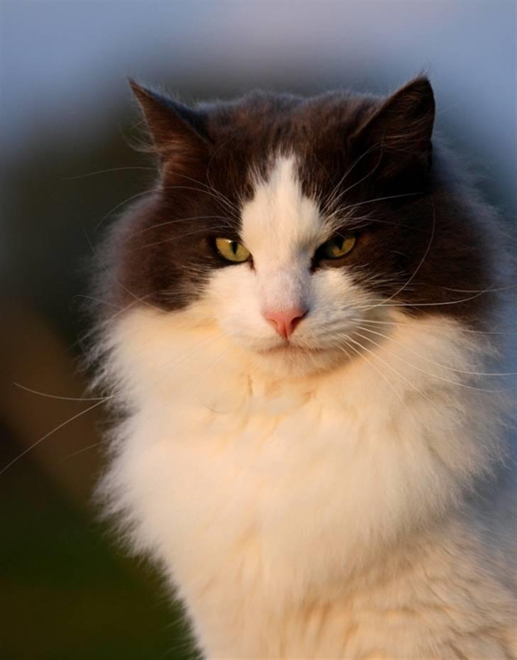 Blanding af racer Gaston billede 2