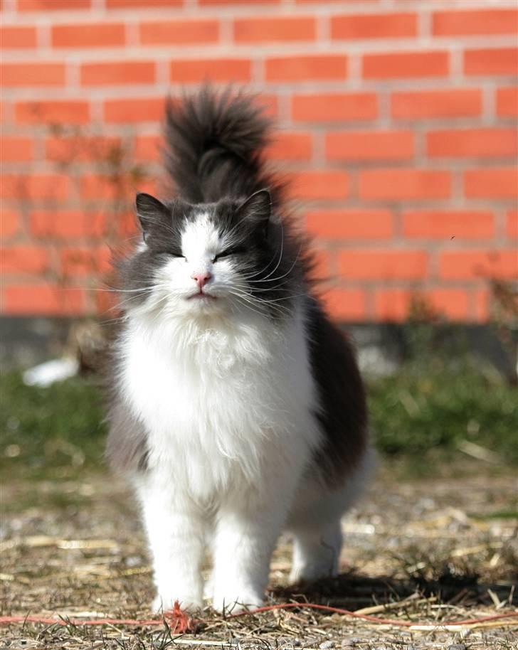 Blanding af racer Gaston - står og nyder vinden billede 3