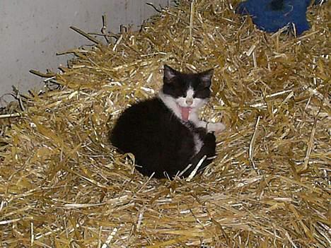 Huskat Præsten billede 6